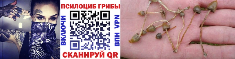 darknet состав  Юрьев-Польский  Псилоцибиновые грибы прущие грибы 